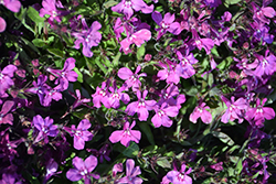 Early Springs Magenta Lobelia (Lobelia erinus 'Balspringma') at Lakeshore Garden Centres