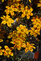 Bee Alive Bidens (Bidens ferulifolia 'Bee Alive') at Lakeshore Garden Centres