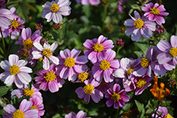 Pretty in Pink Bidens (Bidens ferulifolia 'Pretty in Pink') at Lakeshore Garden Centres