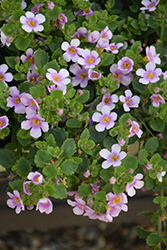 Scopia Great Pink Ring Bacopa (Sutera cordata 'Scopia Great Pink Ring') at Lakeshore Garden Centres