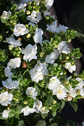 Scopia Double Snowball Bacopa (Sutera cordata 'Scopia Double Snowball') at Lakeshore Garden Centres