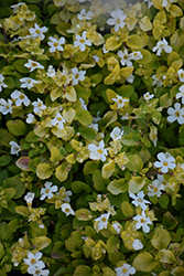 Scopia Golden Leaves White Bacopa (Sutera cordata 'Scopia Golden Leaves White') at Lakeshore Garden Centres