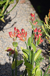 Tall Slipper Plant (Pedilanthus bracteatus) at Lakeshore Garden Centres