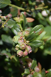 Sunshine Blue Blueberry (Vaccinium corymbosum 'Sunshine Blue') at Lakeshore Garden Centres
