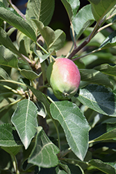Anna Apple (Malus 'Anna') at Lakeshore Garden Centres