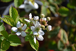 Triple Crown Blackberry (Rubus 'Triple Crown') at Lakeshore Garden Centres