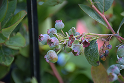 Jewel Blueberry (Vaccinium corymbosum 'Jewel') at Lakeshore Garden Centres
