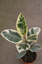 Chroma Tineke Rubber Plant (Ficus elastica 'Tineke') at Golden Acre Home & Garden