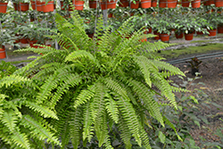 Australian Sword Fern (Nephrolepis obliterata) at Lakeshore Garden Centres