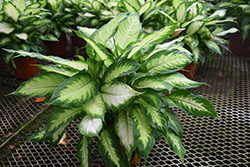 Camille Dieffenbachia (Dieffenbachia maculata 'Camille') at Peter Knippel Garden Centre