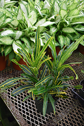Banana Croton (Codiaeum variegatum 'Bananas') at Lakeshore Garden Centres