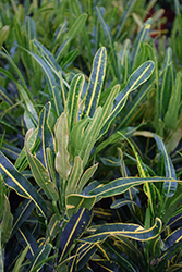 Banana Croton (Codiaeum variegatum 'Bananas') at Lakeshore Garden Centres