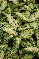 Amy Dieffenbachia (Dieffenbachia 'Amy') at Golden Acre Home & Garden