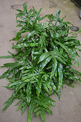Kangaroo Fern (Microsorum diversifolium) at Lakeshore Garden Centres