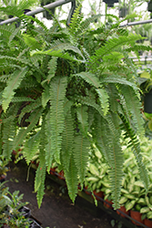 Bostoniensis Boston Fern (Nephrolepis exaltata 'Bostoniensis') at Lakeshore Garden Centres