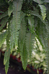 Bostoniensis Boston Fern (Nephrolepis exaltata 'Bostoniensis') at Lakeshore Garden Centres