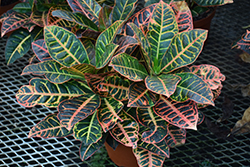 Elaine Variegated Croton (Codiaeum variegatum 'Elaine') at Lakeshore Garden Centres