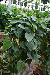 Jade Pothos (Epipremnum aureum 'Jade') at Golden Acre Home & Garden