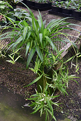 Hawaiian Spider Plant (Chlorophytum comosum 'Hawaiian') at Lakeshore Garden Centres