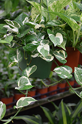 Beautifall N'Joy Pothos (Epipremnum aureum 'N'Joy') at Golden Acre Home & Garden
