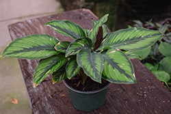 Color Full Beauty Star Pinstripe Calathea (Calathea ornata 'Beauty Star') at Golden Acre Home & Garden