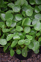 Chinese Money Plant (Pilea peperomioides) at Golden Acre Home & Garden
