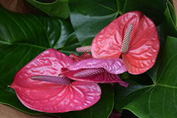 Utah Anthurium (Anthurium 'Utah') at Lakeshore Garden Centres