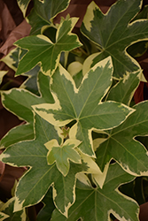 Variegated Japanese Aralia (Fatsia japonica 'Variegata') at Lakeshore Garden Centres