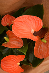 Nebraska Anthurium (Anthurium 'Nebraska') at Lakeshore Garden Centres