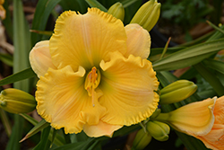 Collier Daylily (Hemerocallis 'Collier') at Lakeshore Garden Centres