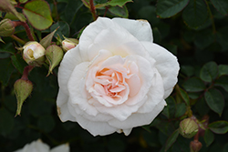 New Dawn Rose (Rosa 'New Dawn') at Lakeshore Garden Centres