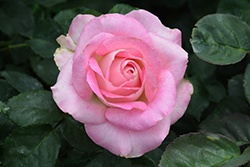 Painted Porcelain Rose (Rosa 'WEKmostadabre') at Lakeshore Garden Centres