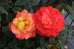 Rio Samba Rose (Rosa 'Rio Samba') at Lakeshore Garden Centres