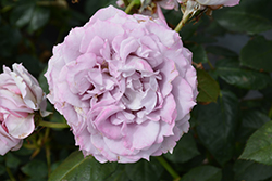 Poseidon Rose (Rosa 'KORfriedhar') at Lakeshore Garden Centres
