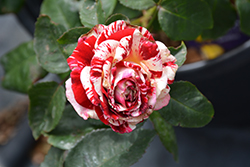 Rock And Roll Rose (Rosa 'WEKgobnez') at Lakeshore Garden Centres