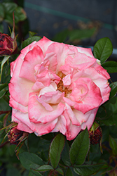 Pinkerbelle Rose (Rosa 'Meivanae') at Lakeshore Garden Centres