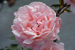 Queen Elizabeth Rose (Rosa 'Queen Elizabeth') at Lakeshore Garden Centres