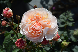 Moonlight In Paris Rose (Rosa 'DELanac') at Lakeshore Garden Centres