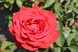 O.L. Weeks Rose (Rosa 'O.L. Weeks') at Lakeshore Garden Centres