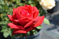 Red Masterpiece Rose (Rosa 'JACder') at Lakeshore Garden Centres