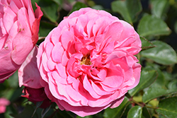 Leonardo Da Vinci Rose (Rosa 'Meideauri') at Lakeshore Garden Centres
