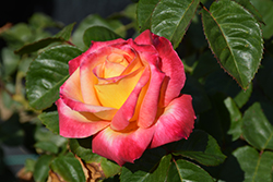 Love And Peace Rose (Rosa 'Love And Peace') at Lakeshore Garden Centres