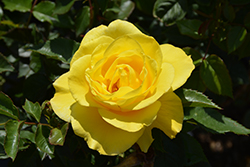 Sunsprite Rose (Rosa 'Sunsprite') at Lakeshore Garden Centres