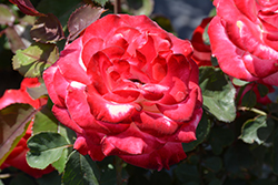 White Lies Rose (Rosa 'White Lies') at Lakeshore Garden Centres