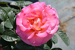 Julie Andrews Rose (Rosa 'DELfluros') at Lakeshore Garden Centres
