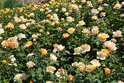 Gold Medal Rose (Rosa 'AROyqueli') at Lakeshore Garden Centres