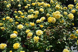 Phyllis Diller Rose (Rosa 'WEDjojojap') at Lakeshore Garden Centres
