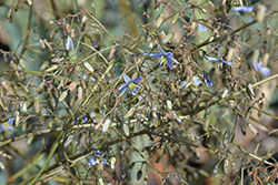 Blue Ghost Dianella (Dianella revoluta 'Blue Ghost') at Lakeshore Garden Centres