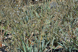 Blue Ghost Dianella (Dianella revoluta 'Blue Ghost') at Lakeshore Garden Centres