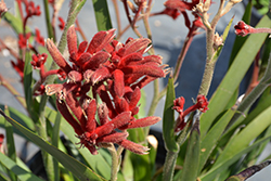 Jump Red Kangaroo Paw (Anigozanthos 'Jump Red') at Lakeshore Garden Centres
